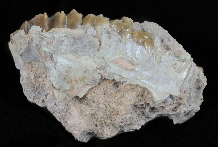 Oligocene Ruminant (Leptomeryx) Jaw Section #60980